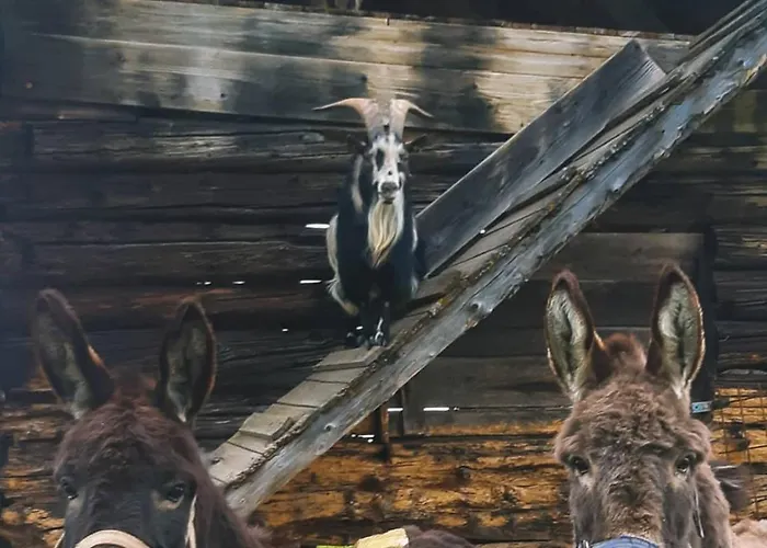 度假居 Hirzhof So Bike&ski Ridehaus In Out