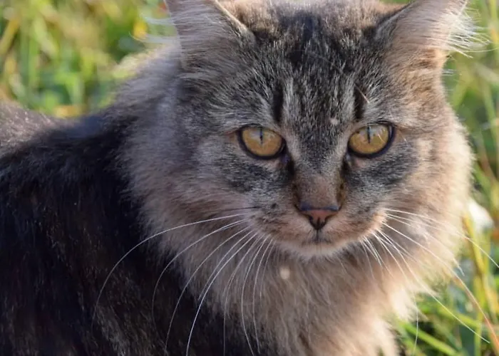 度假居 Hirzhof So Bike&ski Ridehaus In Out *