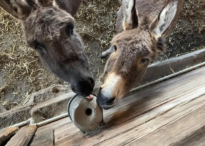 Hirzhof So Bike&ski Ridehaus In Out * Auberg
