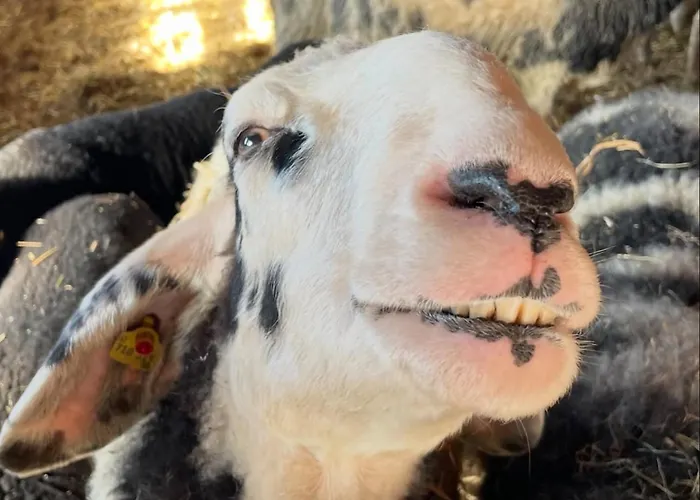 펜션 Hirzhof So Bike&ski Ridehaus In Out Auberg