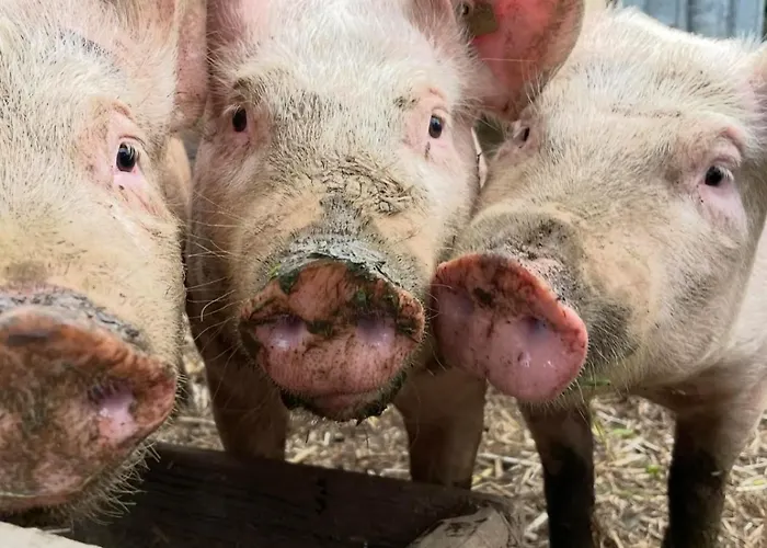 펜션 Hirzhof So Bike&ski Ridehaus In Out *