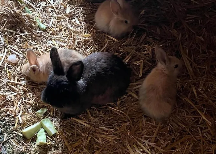 펜션 Hirzhof So Bike&ski Ridehaus In Out Auberg