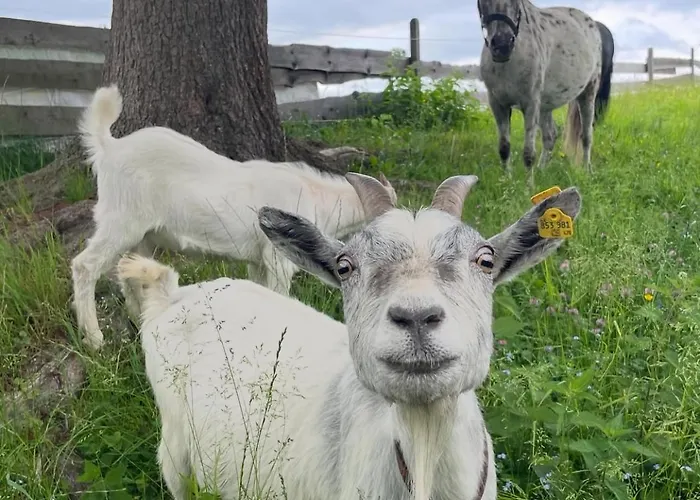 Hirzhof So Bike&ski Ridehaus In Out 度假居 *